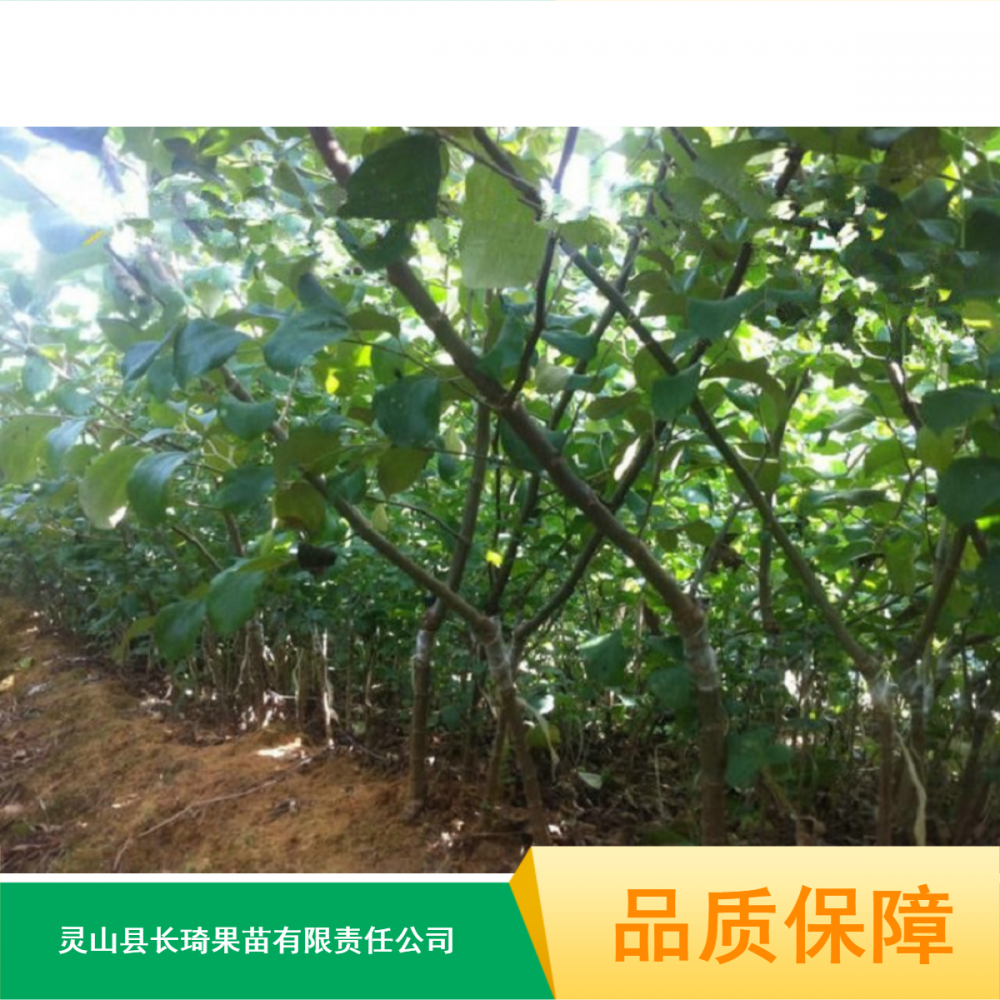 【全州留香蜜枣果苗_优质苹果青枣苗_长琦新品种青枣苗出售价格】图片