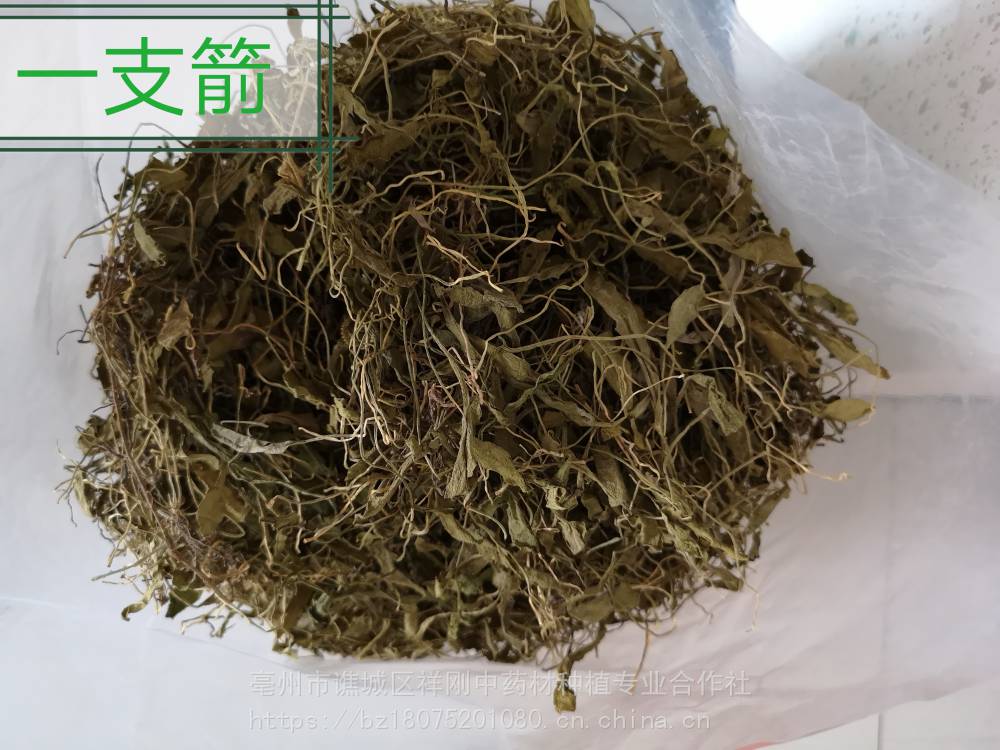 供应蛇须草,独叶一枝枪,一支箭,蛇舌草,蛇吐须