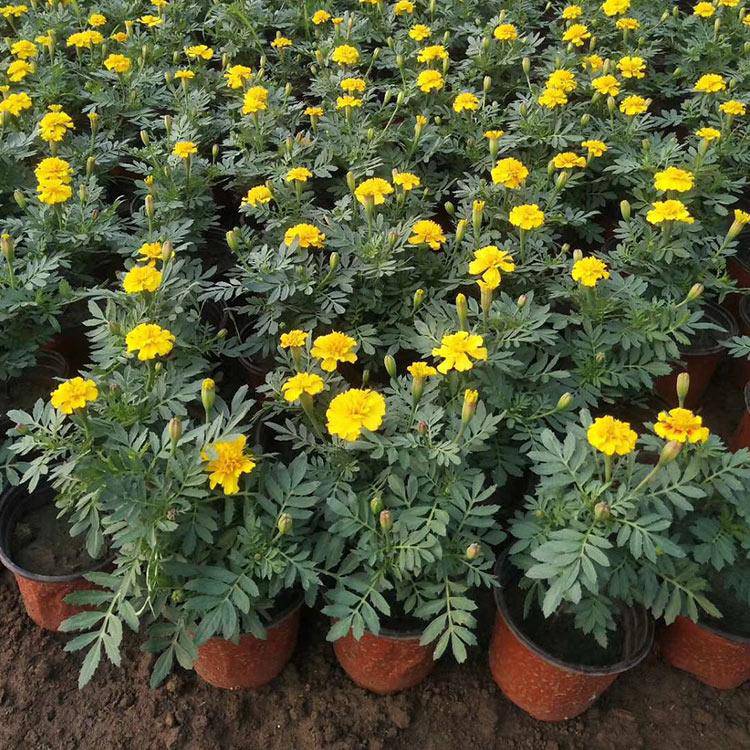 国庆孔雀草花卉上市 孔雀草杯苗供应基地 孔雀草双色盆 黄色孔雀草