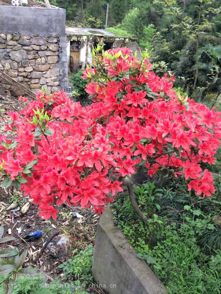 供应映山红杜鹃花树高山杜鹃利川杜鹃花树众森映山红