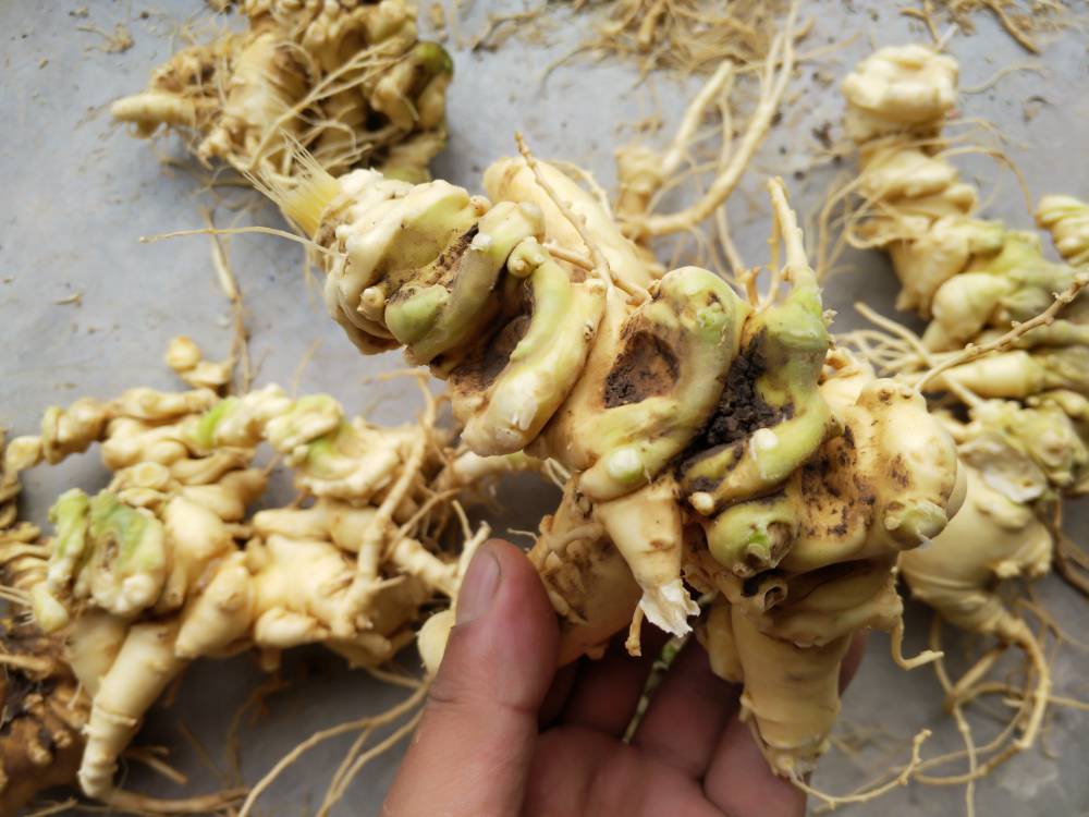 广西桂林临桂竹节参苗子块茎白芨百部种苗种植中药材基地