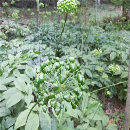 云南楚雄竹节参 种植经验野三七 种子哪里有