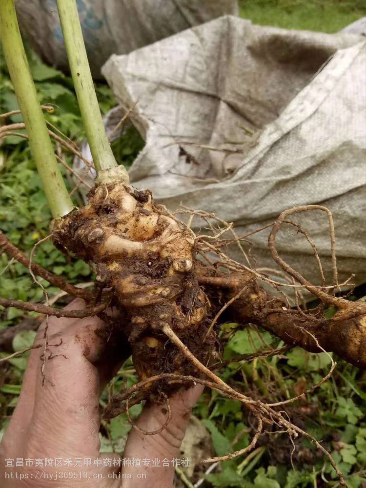 广西南宁竹节参白三七野三七种植技术