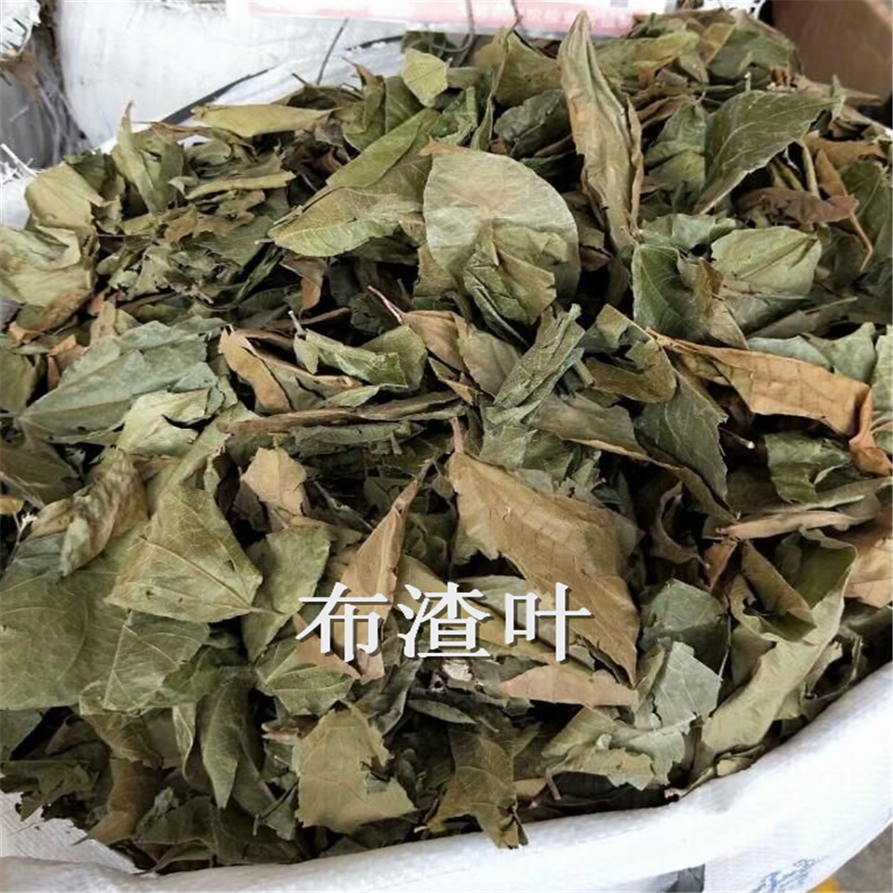 中药材布渣叶图片蓑衣子功能主治破布叶药用价值