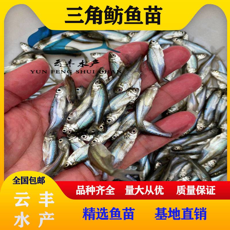 罗非鱼苗批发 淡水边鱼苗 鱼苗 三角鲂鱼苗 求购鲂鱼苗
