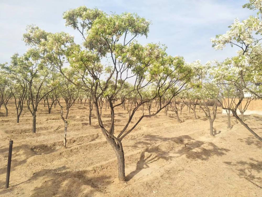 批发价欢迎各界朋友前来参看考察免费提供文冠果种植技术支持】图片
