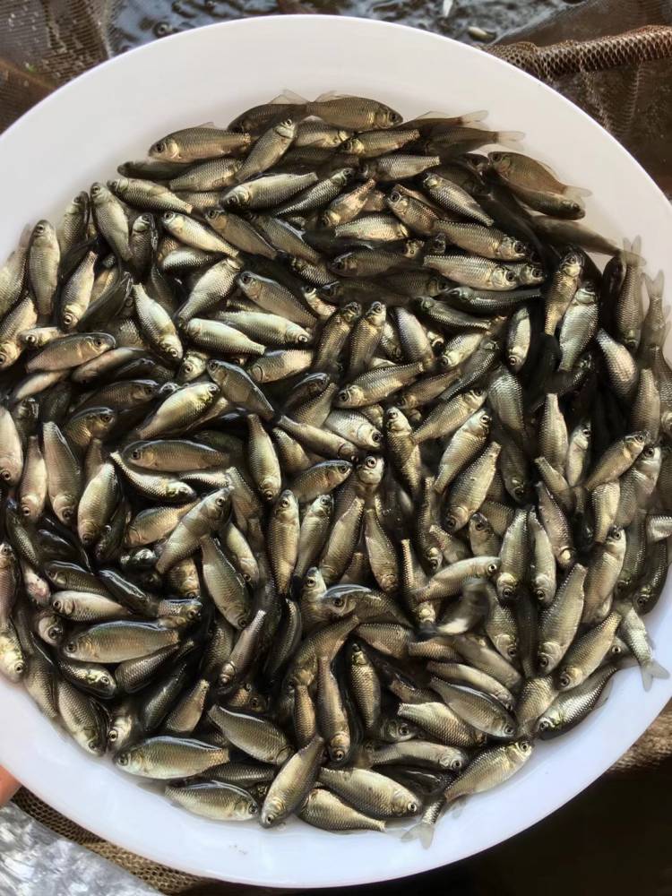 江西上饶供应宝石鲈鱼苗 加州鲈鱼苗培育技术