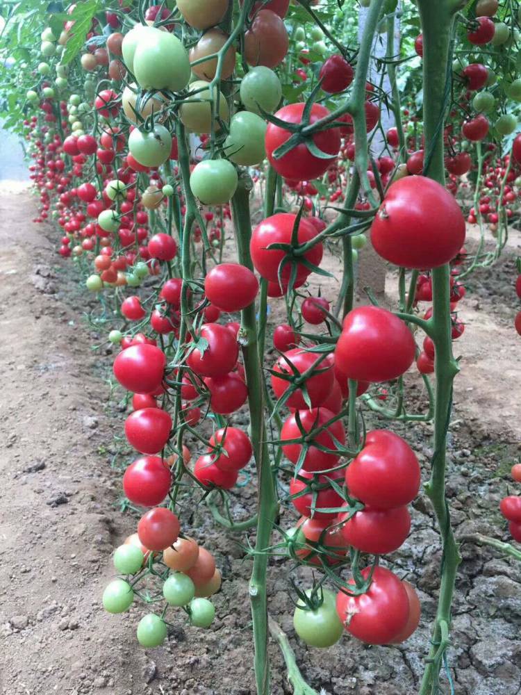 供应千禧小西红柿种子种苗粉贝贝樱桃番茄圣女果樱桃番茄种子种苗