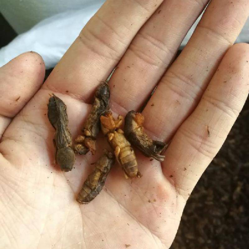 炙鼠,津姑,蝼蜮,仙姑,石鼠,硕鼠,蛄,土狗,地狗,拉拉古,土狗崽,地牯牛
