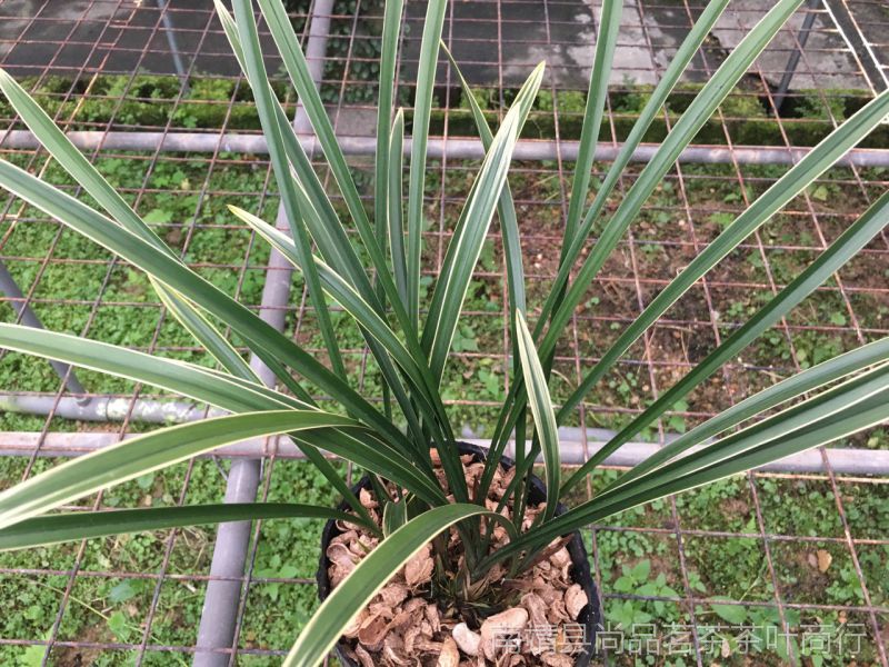 兰花苗建兰金边高品质素心铁骨锦旗夏秋不带花苞