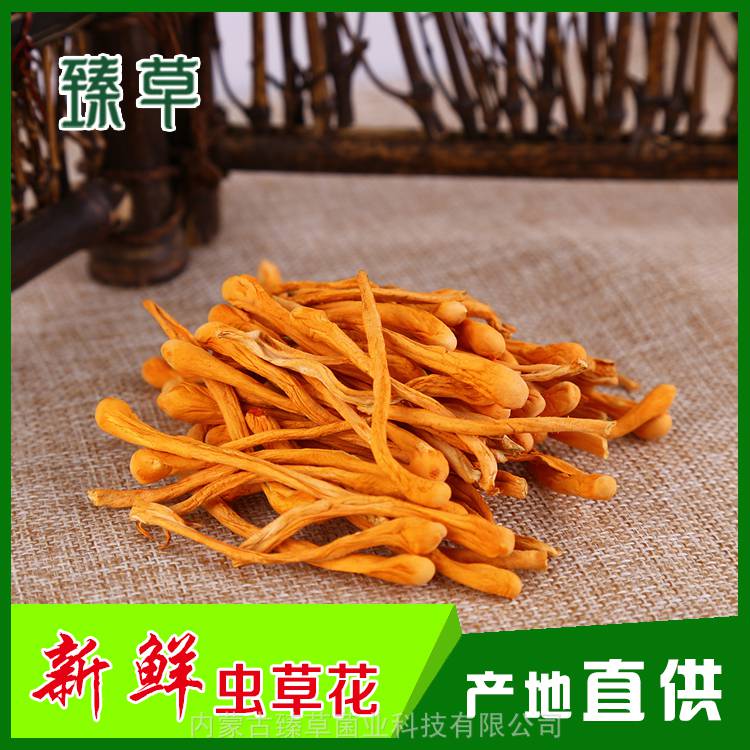 新鲜北虫草批发地,内蒙古新鲜北虫草批发