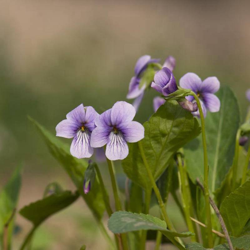 【批发紫花地丁种子 新种子上市 量大价格优惠 发芽率