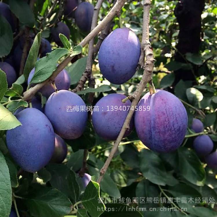蓝蜜西梅果树苗