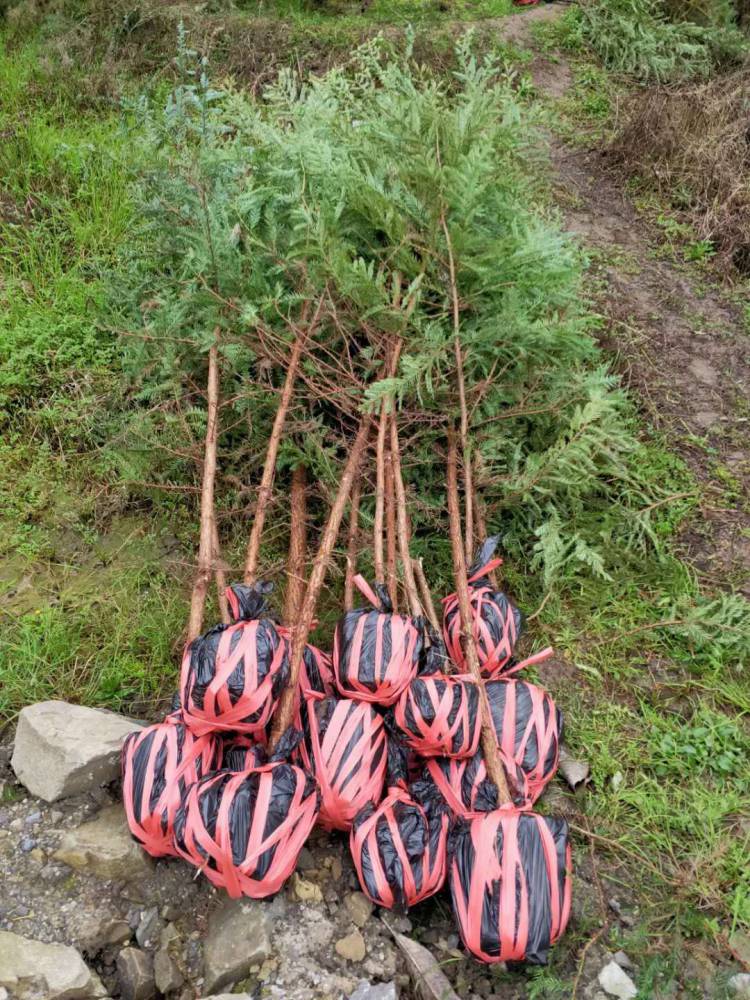 北美红杉小苗北美红杉树苗一年生苗高80cm容器苗