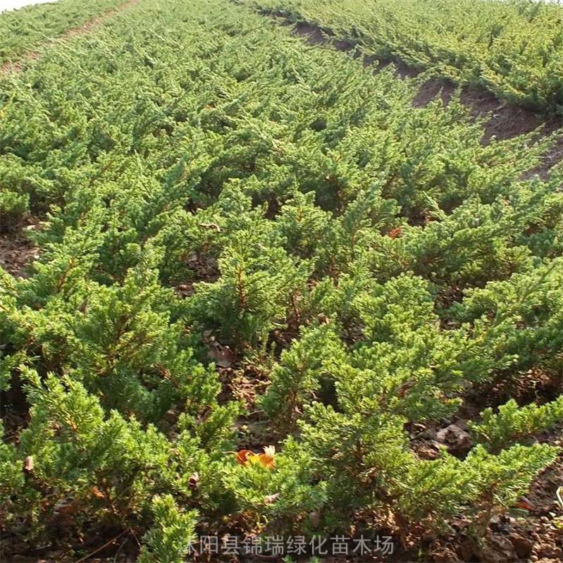 铺地柏小苗产地 铺地柏小苗价格 铺地柏工程苗批发