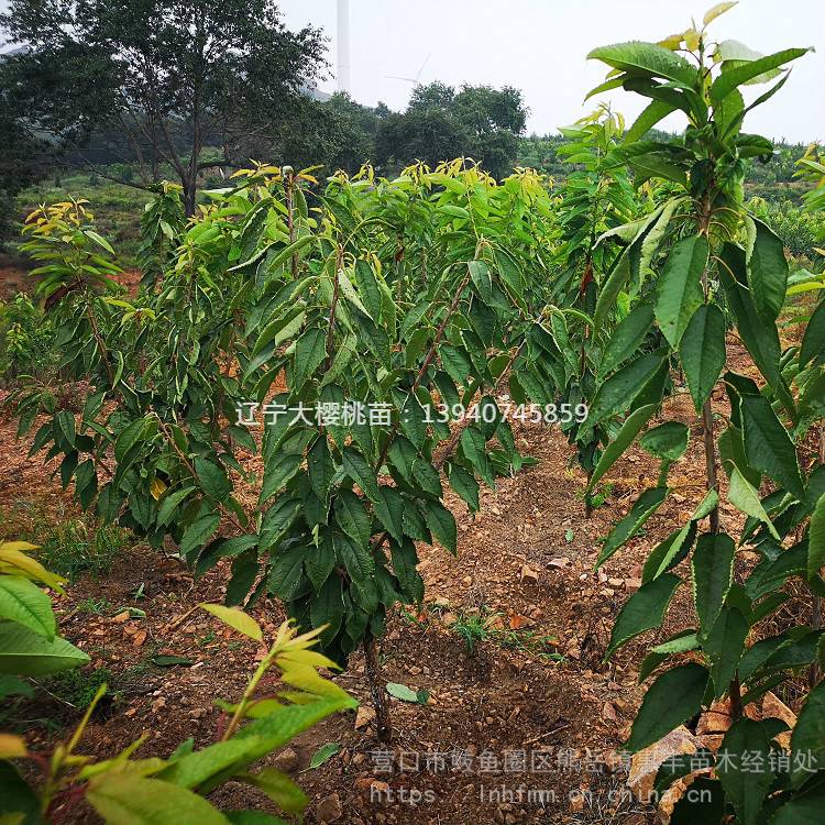 辽宁俄罗斯8号大樱桃树苗