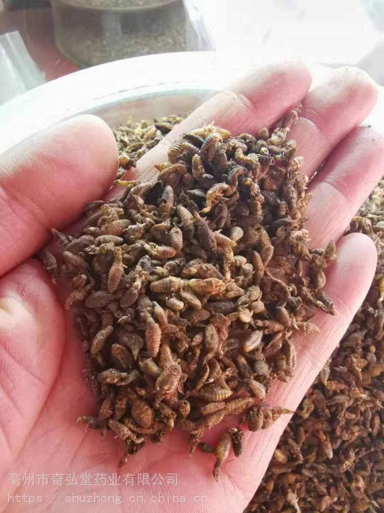 供应地牯牛/金沙牛/蚁狮