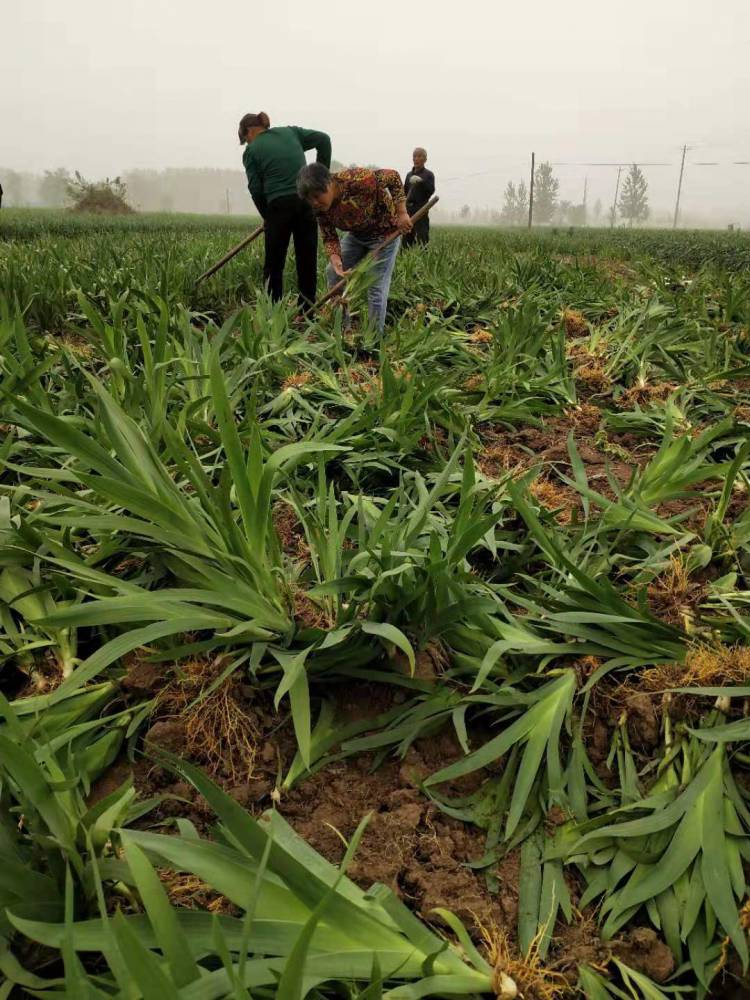 中药材射干苗种植基地