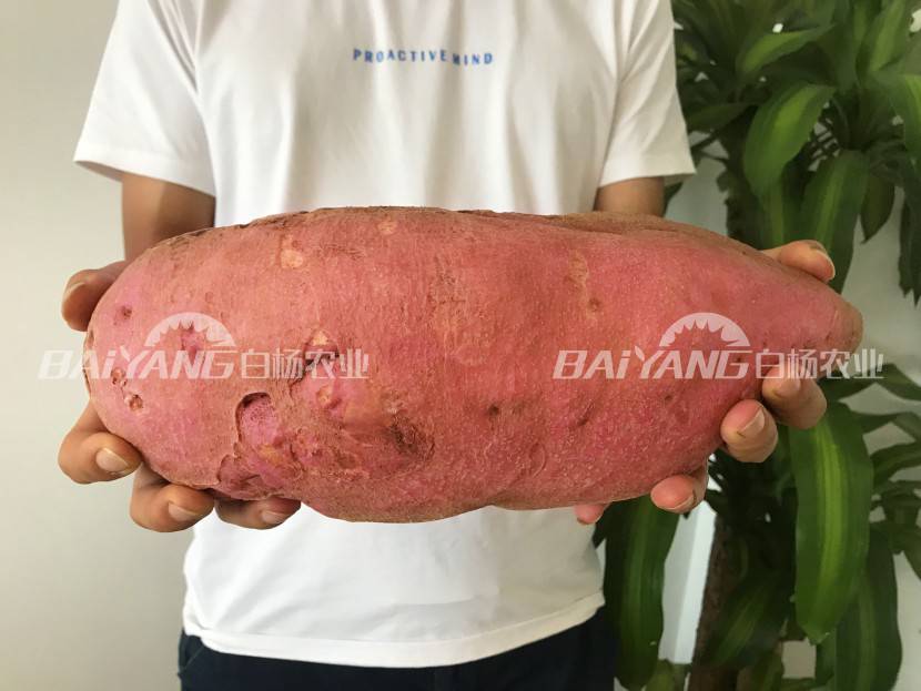 重达5.5斤的西瓜红红薯?白杨农业的种植技术突破你的想象!