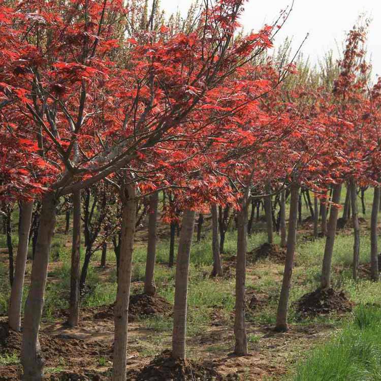 批发日本红枫 绿化苗木日本红枫树苗 行道树风景观叶植物