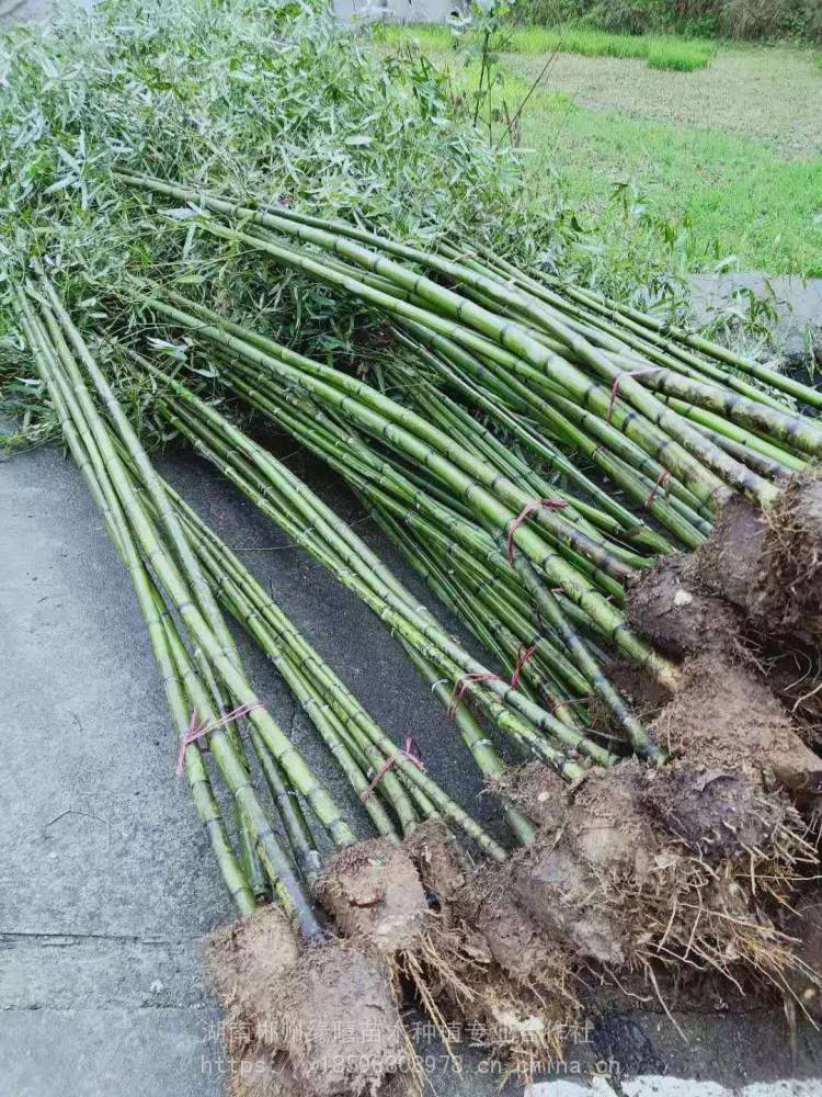 直销 刚竹图片   上一个 下一个> 刚竹属竹种属于多年生一次结实植物