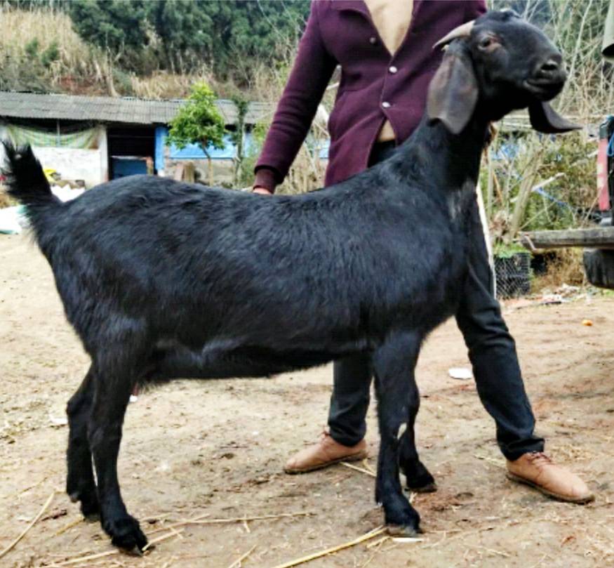 波尔山羊种苗价格补助 波尔山羊种公羊价格   上一个 下一个>  耳宽