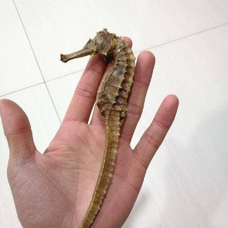 小海马药用有什么价值 海马各种规格哪里可以购买到多少钱一公斤-产地