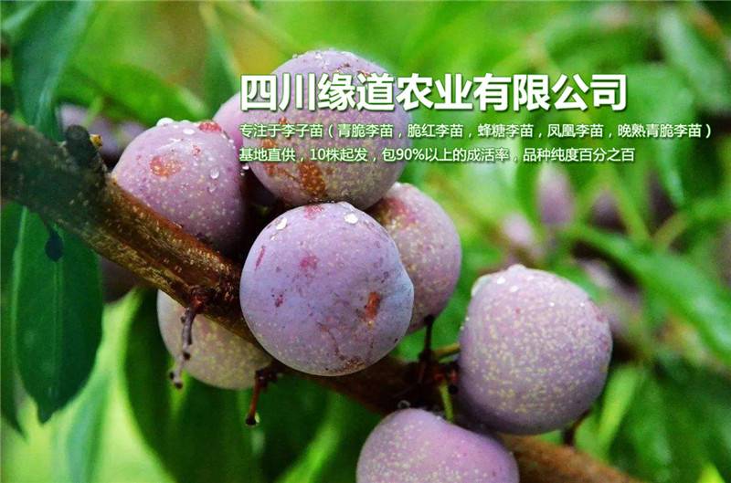 成都脆红李子树苗批发,成都脆红李子树苗新品种价格