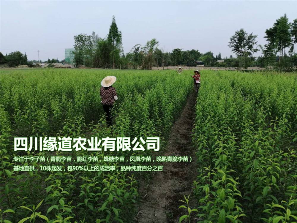 江苏凤凰李树苗单价-江苏凤凰李树苗产量稳定