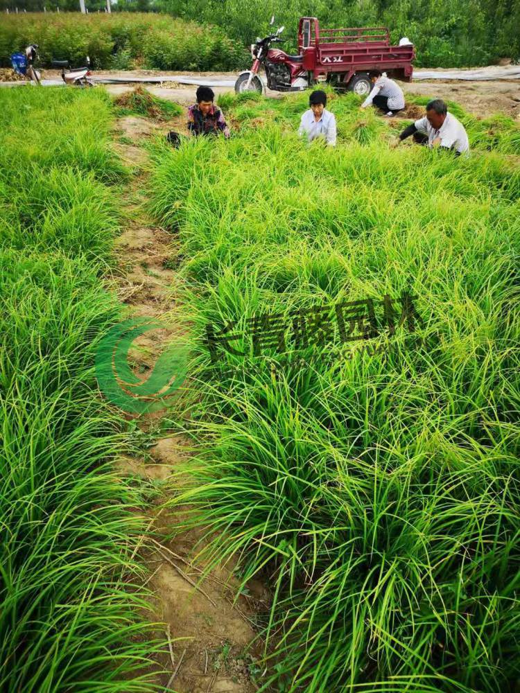 崂峪苔草 涝峪苔草 苔草基地 长青藤园林 品质保证