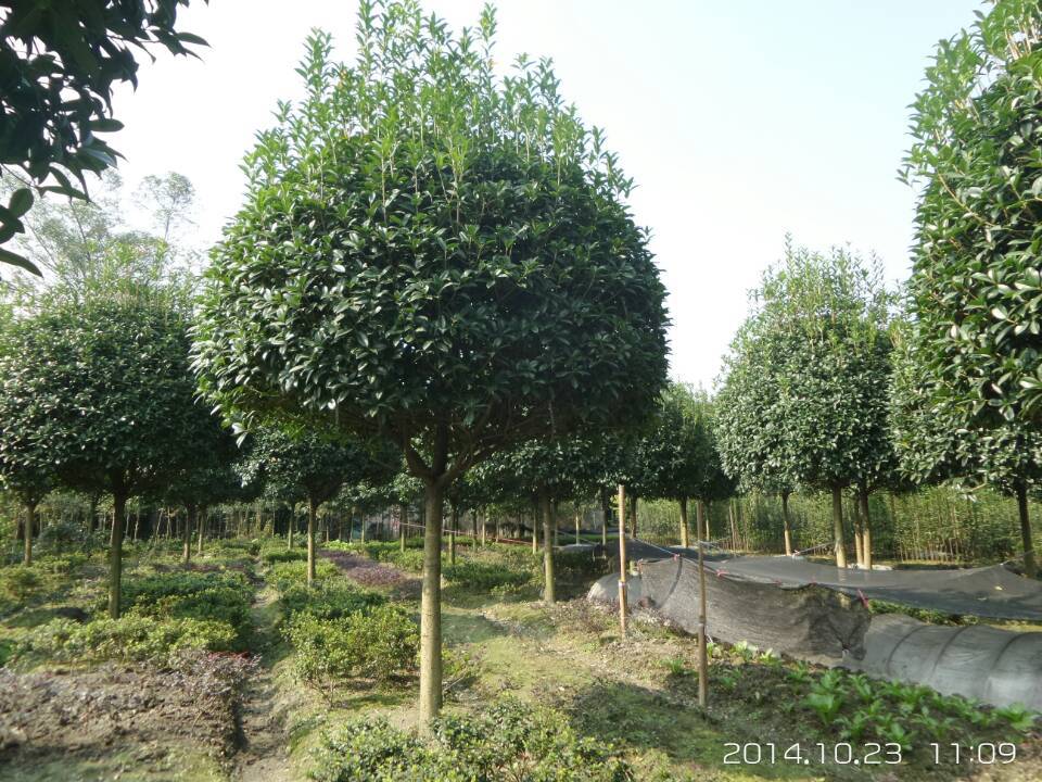 常绿小乔木桂花树产地,基地还有成都小叶桢楠,名贵树种
