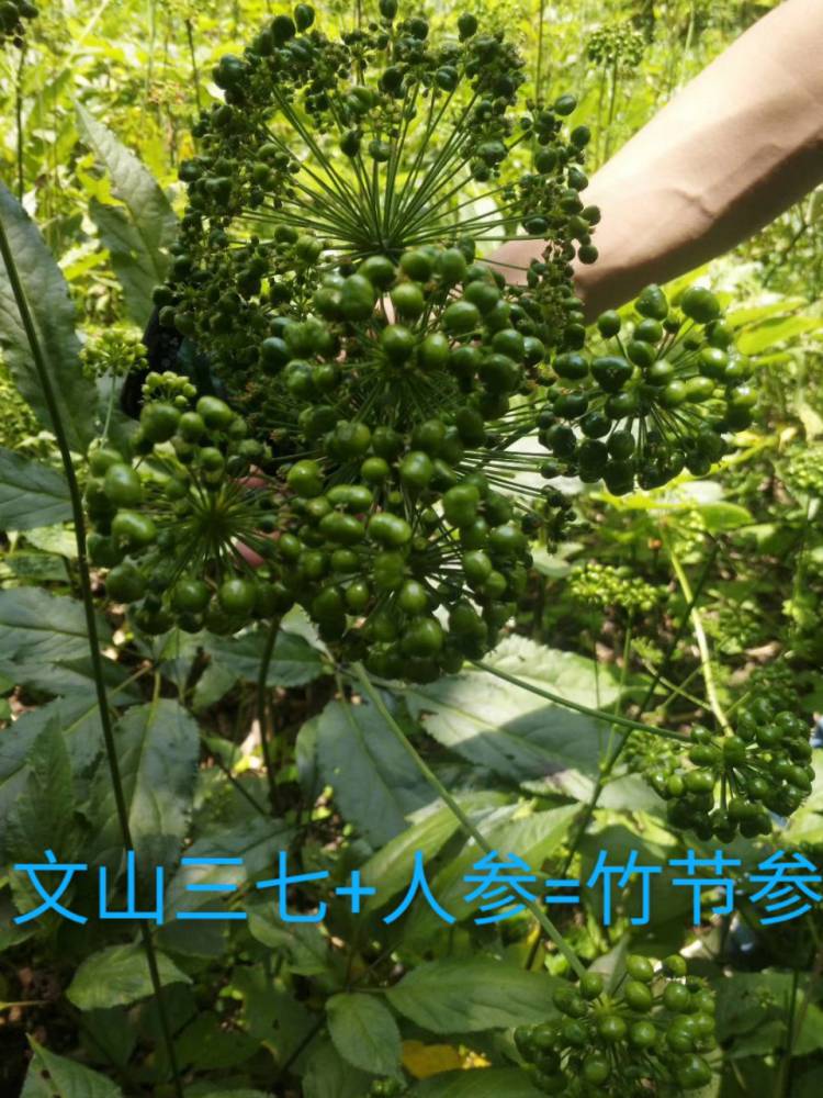 基地供应,山豆根种子_山豆根种苗_山豆根苗