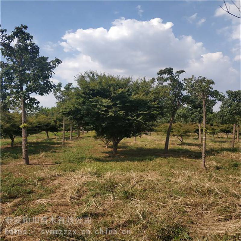 丛生鸡爪槭 现货充足基地 一级鸡爪槭 批发市场