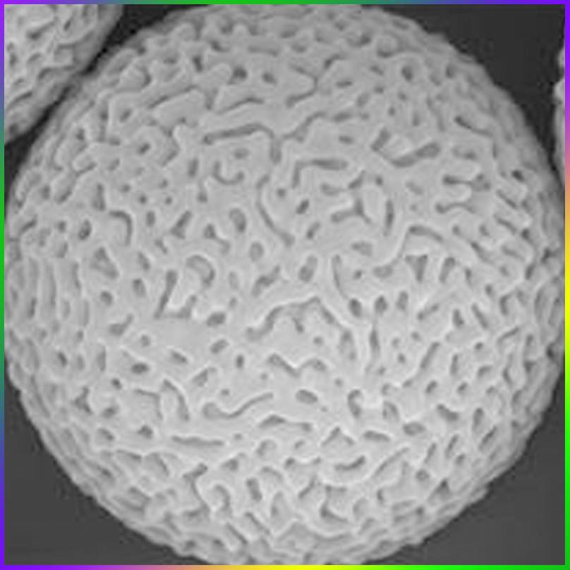 色谱科气相色谱涂层填料5carbowax20mon4060chromosorb