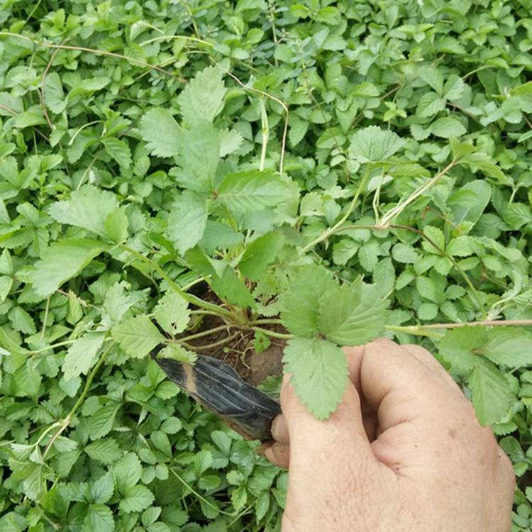 基地批发蛇莓 宿根植物盆栽蛇莓苗木 野草莓盆栽