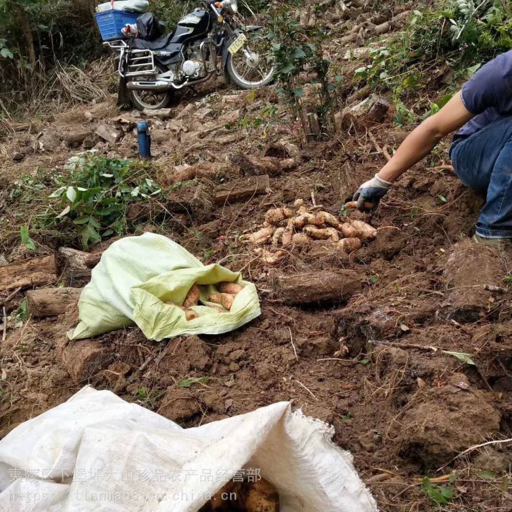 天麻种植方法视频 天麻种植亩产利润