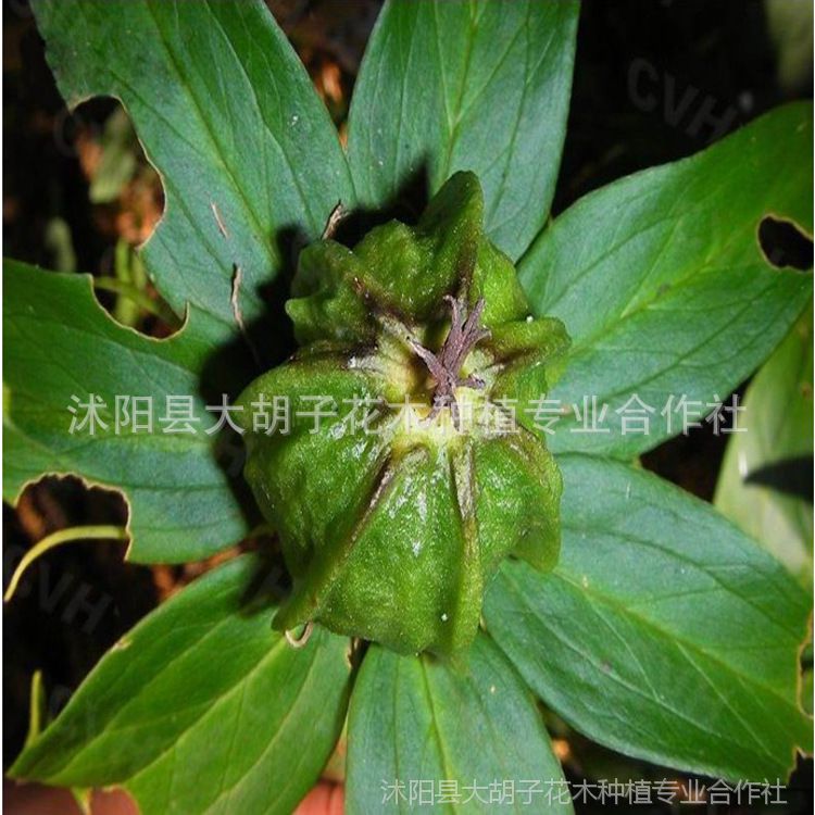 批发新采草本植物 独角莲种子 中草药材种子 一叶莲 重楼苗