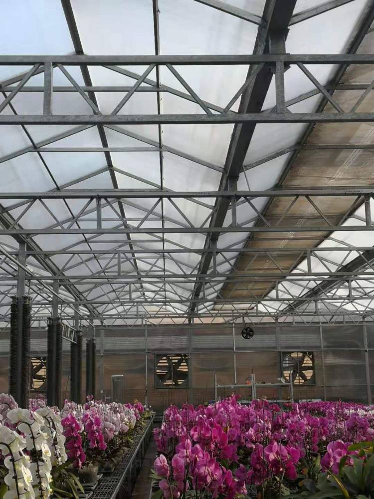 阳光板花卉温室 青州鑫泽温室 连栋阳光板大棚 阳光板智能温室大棚