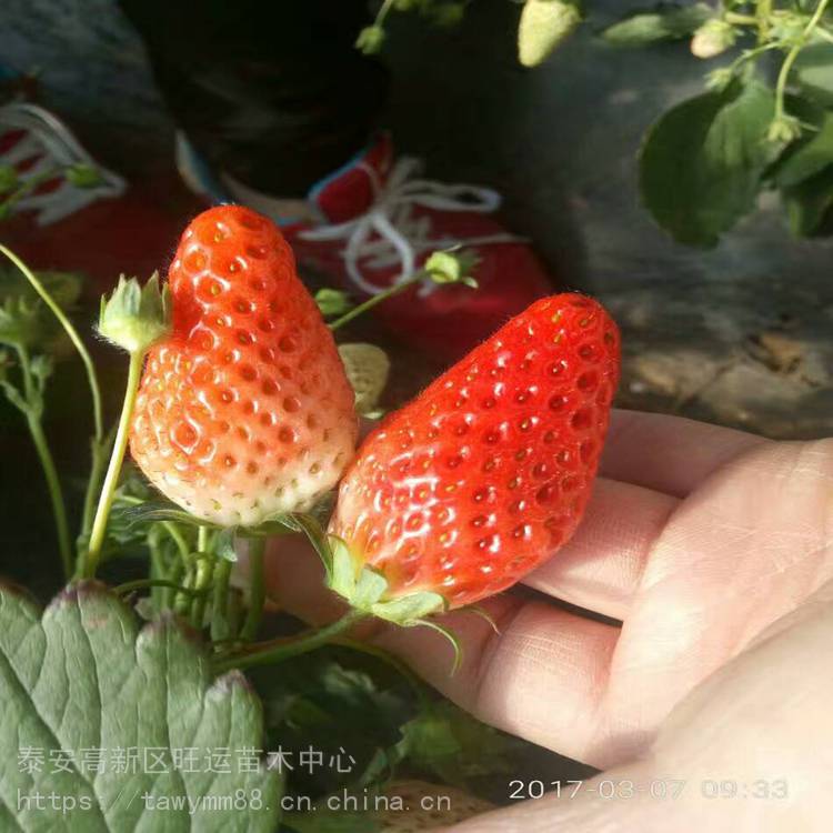 汕头市大棚草莓苗管理草莓苗价格优质嫁接