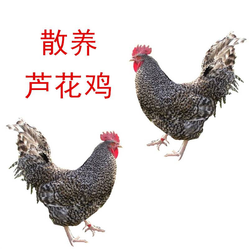 【指导饲养芦花鸡市场价格实在,芦花鸡市场价格】图片