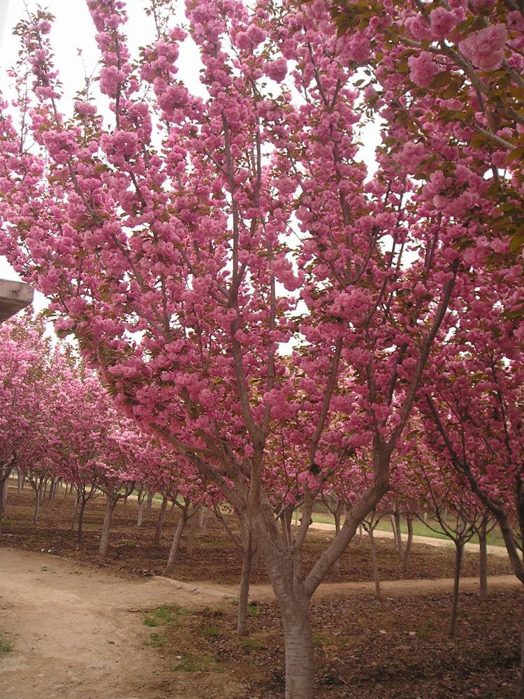 山东泰安樱花基地关山樱