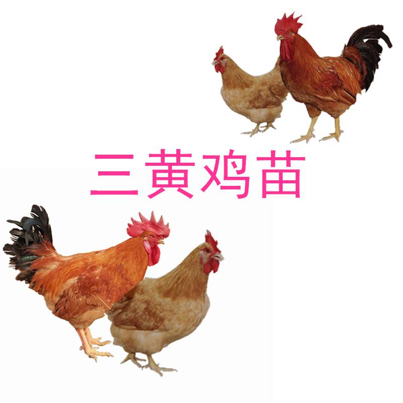 农业 畜禽种苗 三黄鸡批发,育种养殖场发运,三黄鸡价格质量保障   上