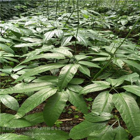 广西柳州野三七种植基地 竹节参致富项目农村 竹节参