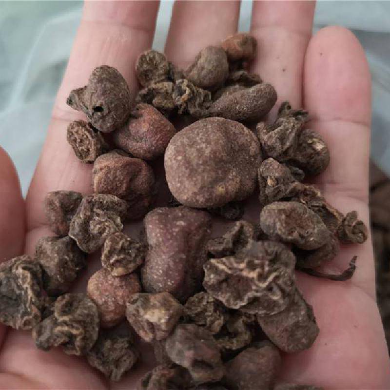 紫背天葵草功效与作用 紫背鹿含草,紫背鹿衔草,反背红,草本反背虹,天