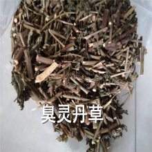 中药材臭灵丹草价格狮子草批发