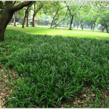 麦冬草哪种好-山东麦冬草-虎强绿化麦冬草基地