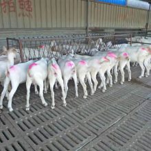 杜泊羊公羊價(jià)格專業(yè)養(yǎng)殖養(yǎng)殖基地