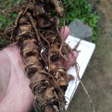 乐山金口河野三七怎么种植 竹节参农村致富赚钱 竹节参种植基地