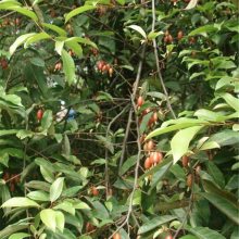 宠物及园艺 园林植物 乔木 出售老鹰茶苗   上一个