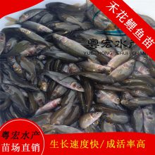 【花鱼】花鱼价格_花鱼报价 中国供应商